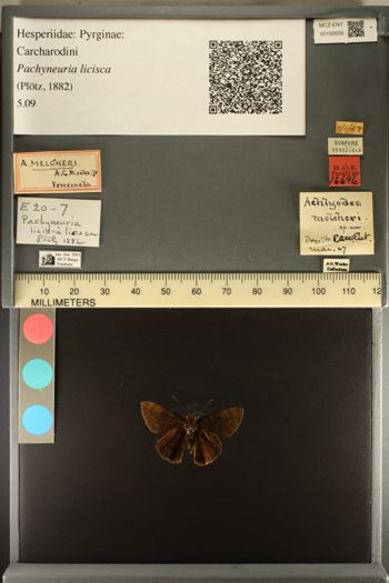 Media type: image;   Entomology 192656